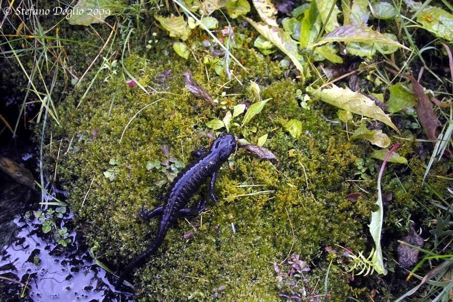 Salamandra lanzai